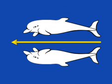Tu Bandera - Bandera de Tierga